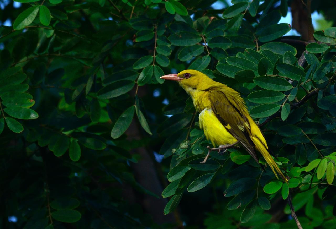 Nature Resort Агра Экстерьер фото